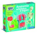 ANATOMIA SCHELETRO E ORGANI 19414